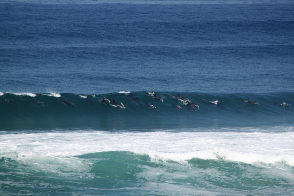 Murphys Port Elizabeth Bagian luar foto