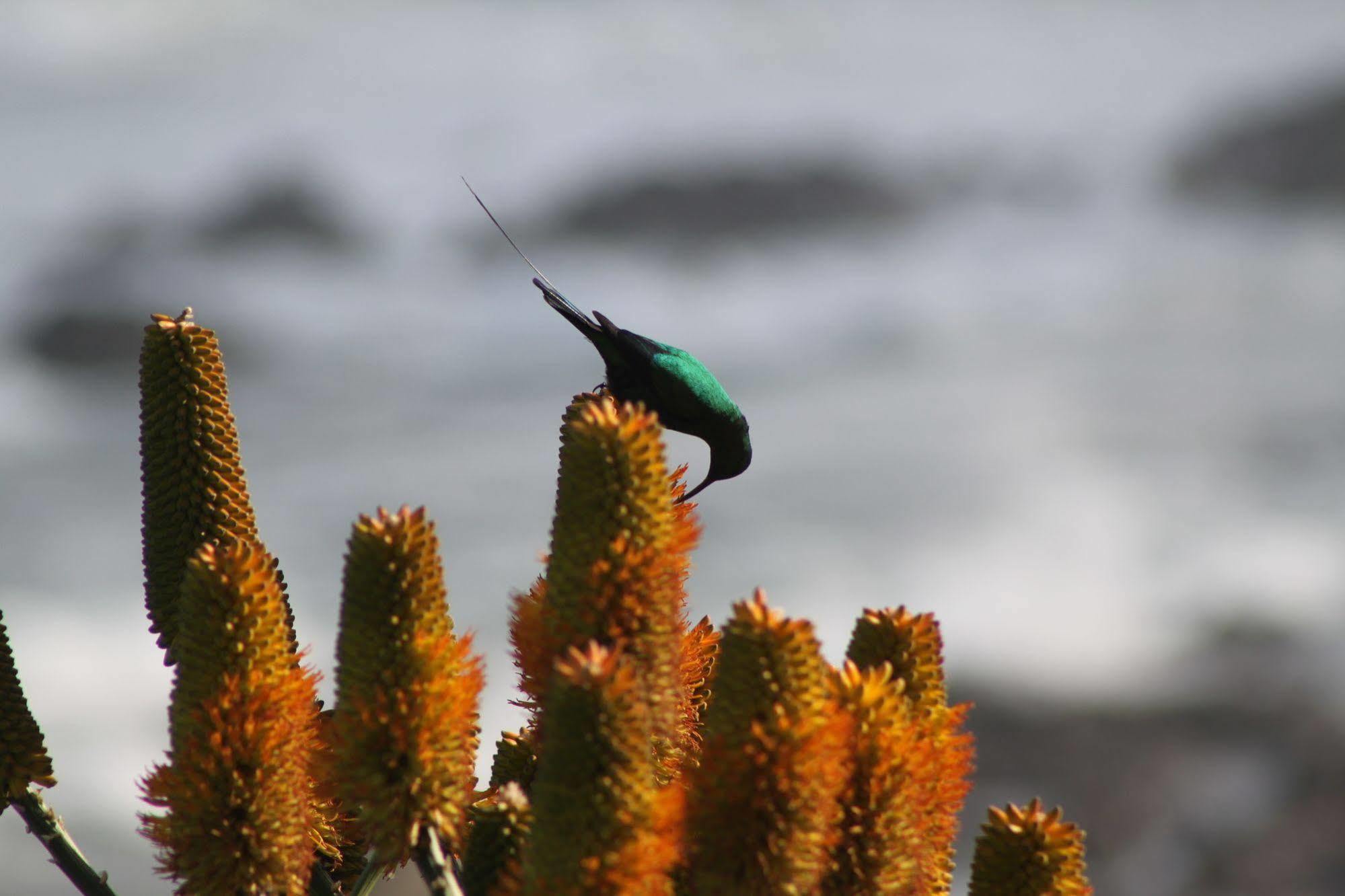 Murphys Bed & Breakfast Port Elizabeth Bagian luar foto