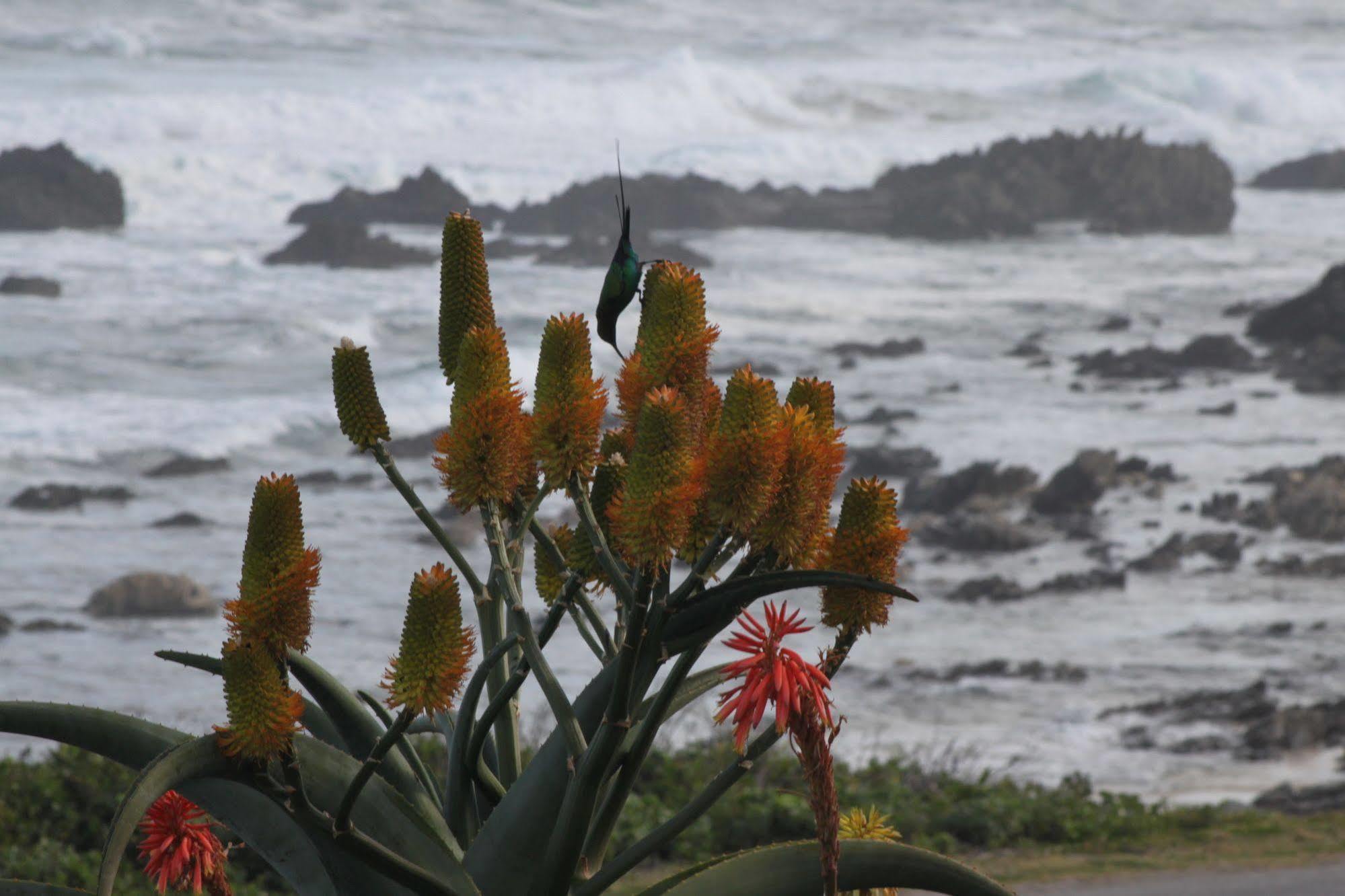 Murphys Bed & Breakfast Port Elizabeth Bagian luar foto