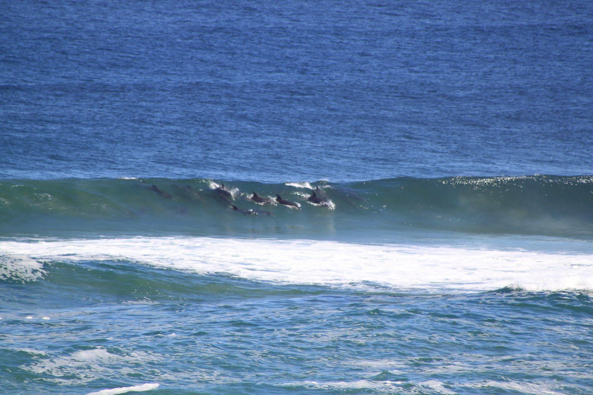 Murphys Port Elizabeth Bagian luar foto